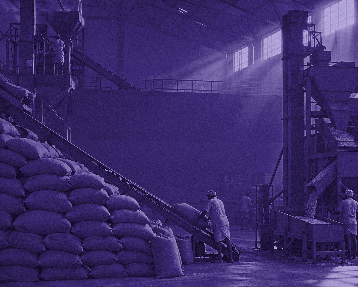 Black-and-white photo of a seed processing hall, with grading machines, stacked jute sacks and a worker at a conveyor, washed in purple.