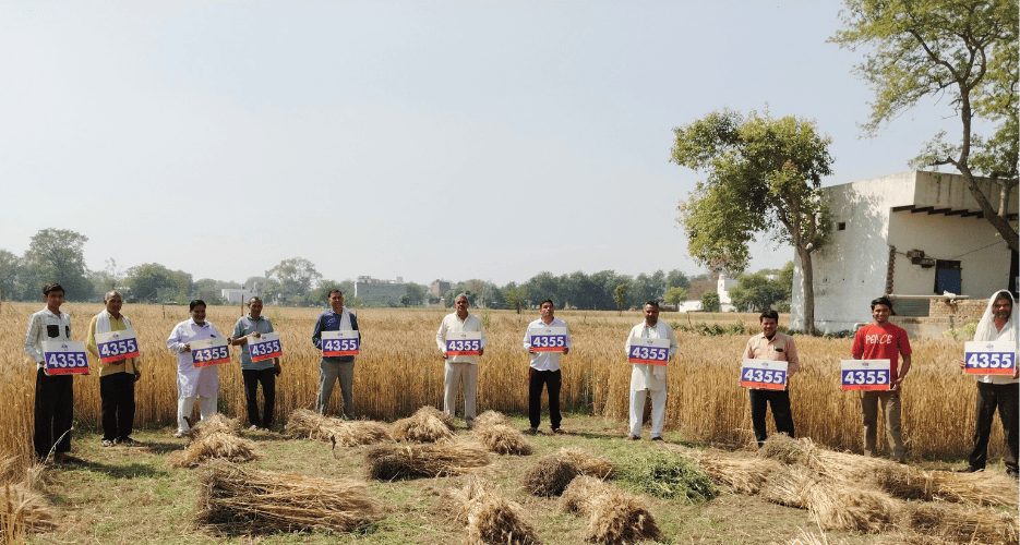 Farmers in a wheat field holding Neev Seeds variety boards